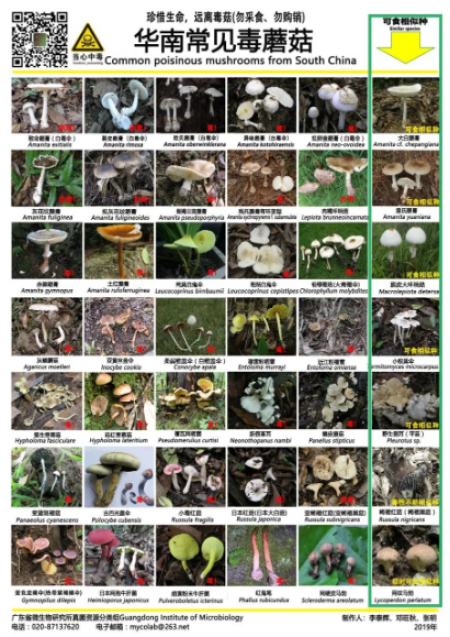 2023年春季预防野生蘑菇中毒的消费提示